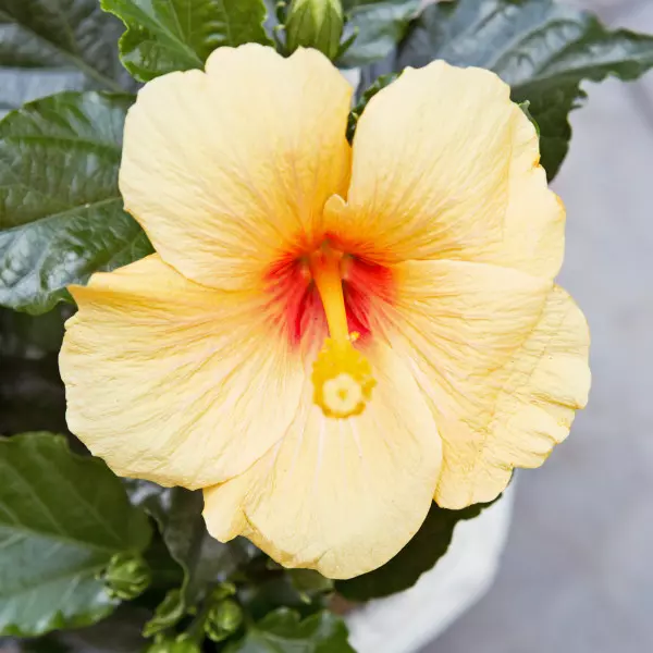 Domowy hibiskus: uprawa róży chińskiej w doniczce, fot. Flower Council Holland