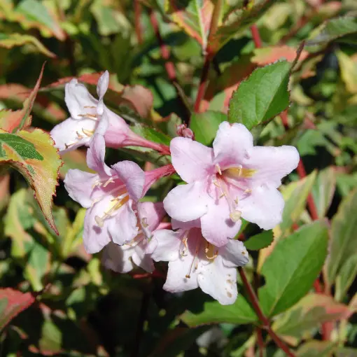 Krzewuszka cudowna 'Magical Rainbow'