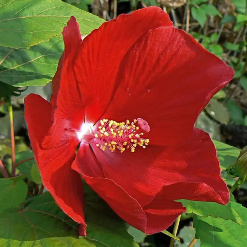 Ketmia bylinowa / Hibiskus bagienny