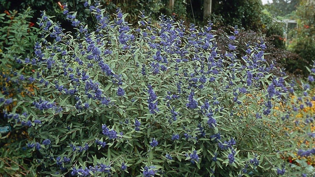 Barbula klandońska 'Longwood Blue', fot. iVerde