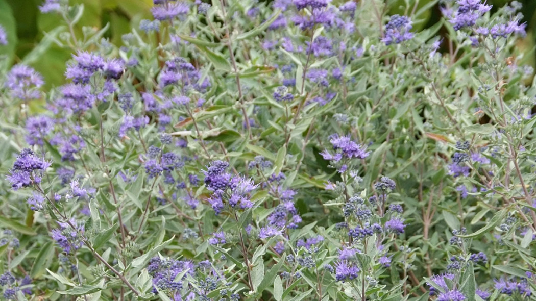 Barbula klandońska 'Kew Blue', fot. iVerde