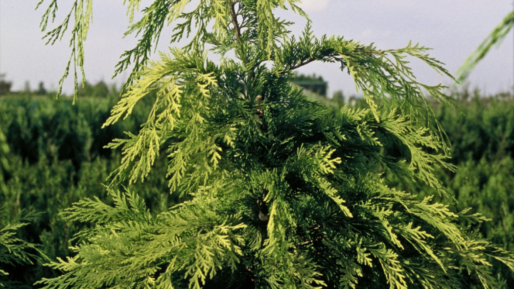 Cyprysik Lawsona 'Henri Smits', fot. iVerde