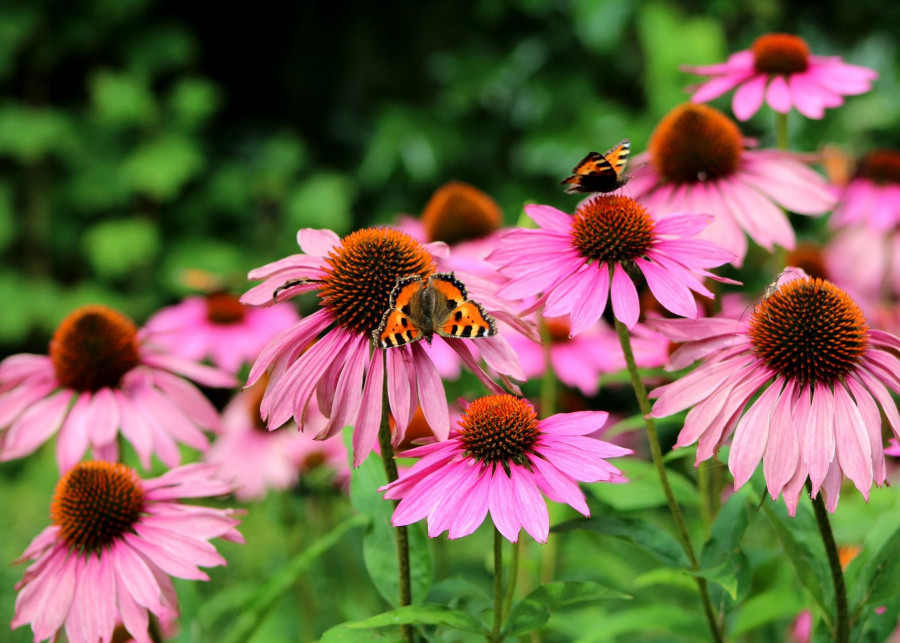 byliny dekoracyjne do ogrodu fot. Sonja Kalee - Pixabay