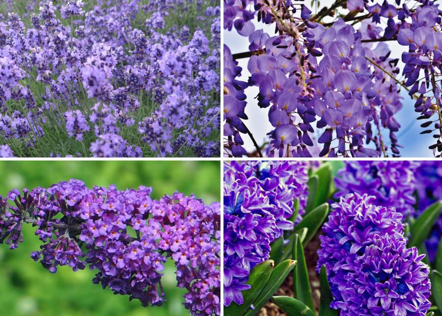 Fioletowe kwiaty do ogrodu 4 najlepsze pachnące gatunki, kolaż Pixabay