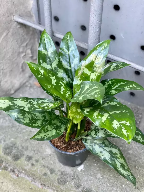 Aglaonema fot. Jungle Boogie