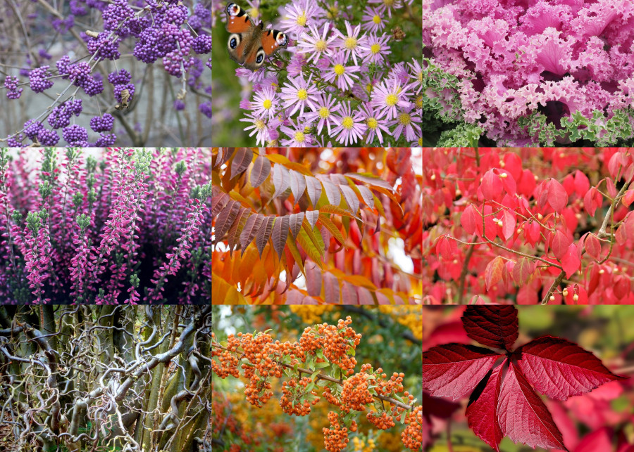TOP 20 roślin dekoracyjnych jesienią, kolaż Pixabay