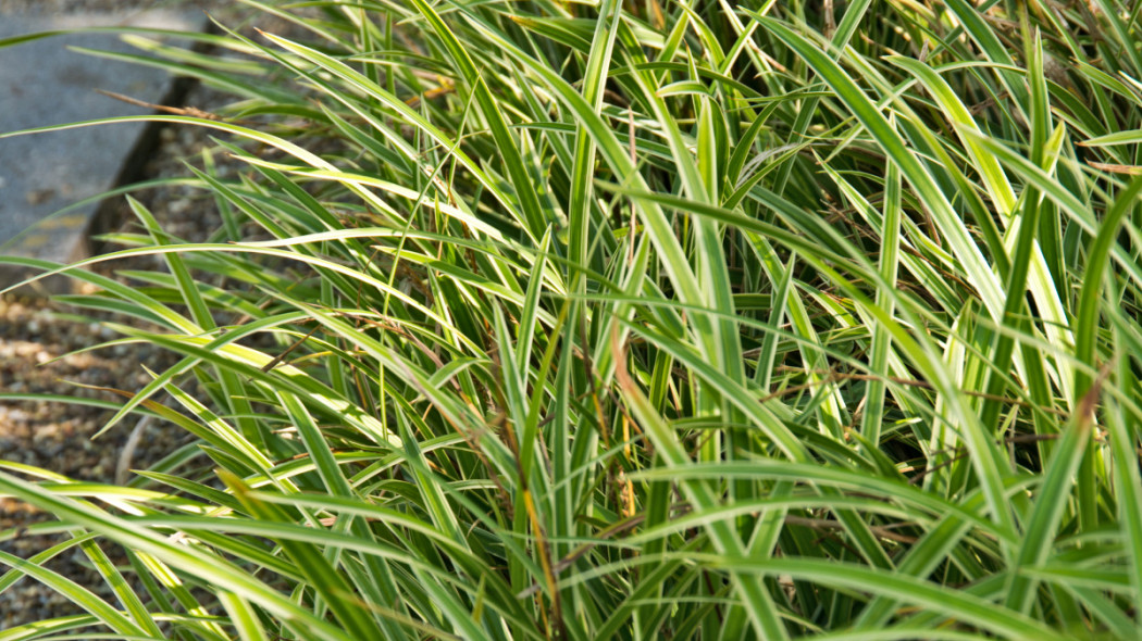 Turzyca Morrowa 'Variegata', fot. iVerde