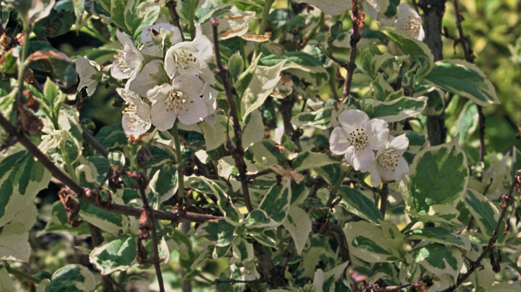 Jaśminowiec wonny 'Variegatus', fot. iVerde