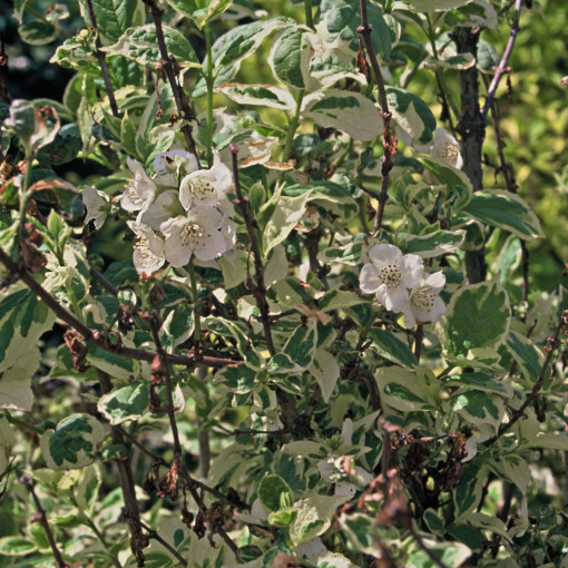 Jaśminowiec wonny 'Variegatus'