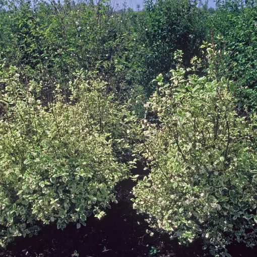 Jaśminowiec wonny 'Variegatus'