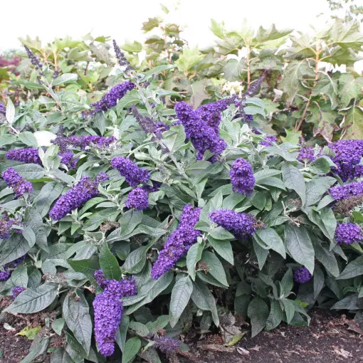 Budleja Davida ROCKETSTAR INDIGO 'Smnbdbt'