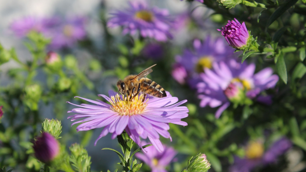 Najlepsze kwiaty na jesienną rabatę, fot. Sabine Zierer - Pixabay