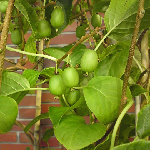 Aktinidia ostrolistna 'Vitikwi'