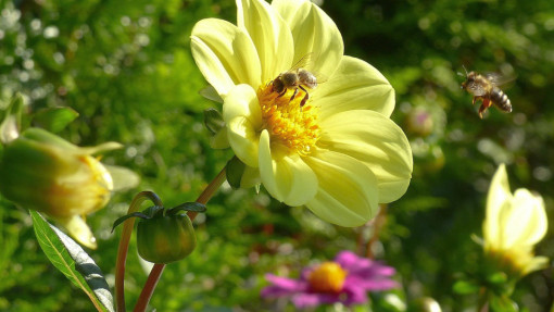 Dalia ogrodowa