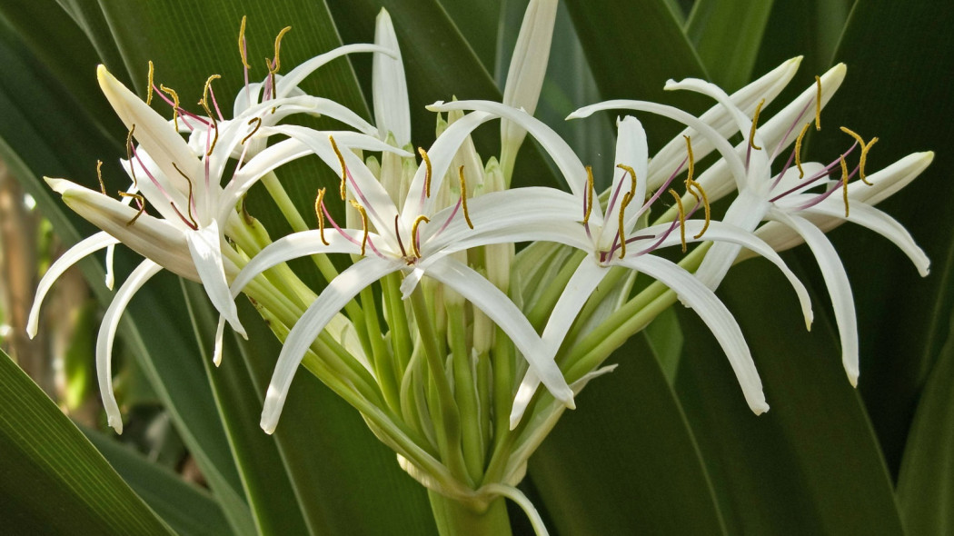 Krynia, crinum pedunculatum, fot. David Mark - Pixabay