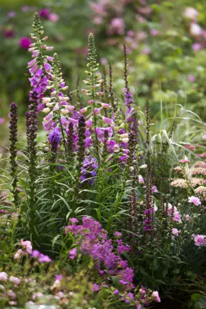 Ogród wiejski, fot. Flora Dania