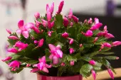 Szlumbergera na Boże Narodzenie, fot. Floradania.dk