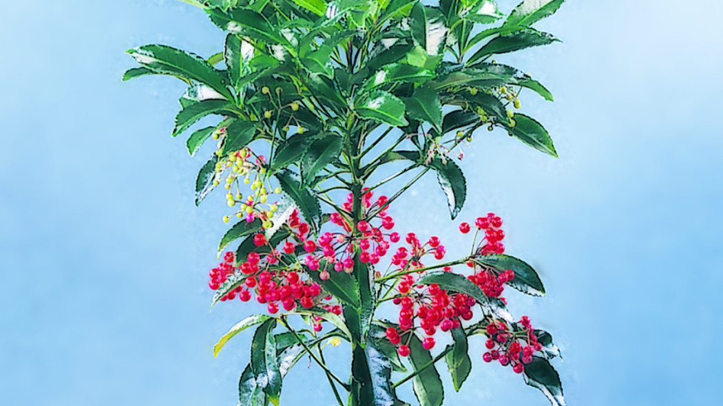 Ardizja karbowana, fot. Flower Council Holland