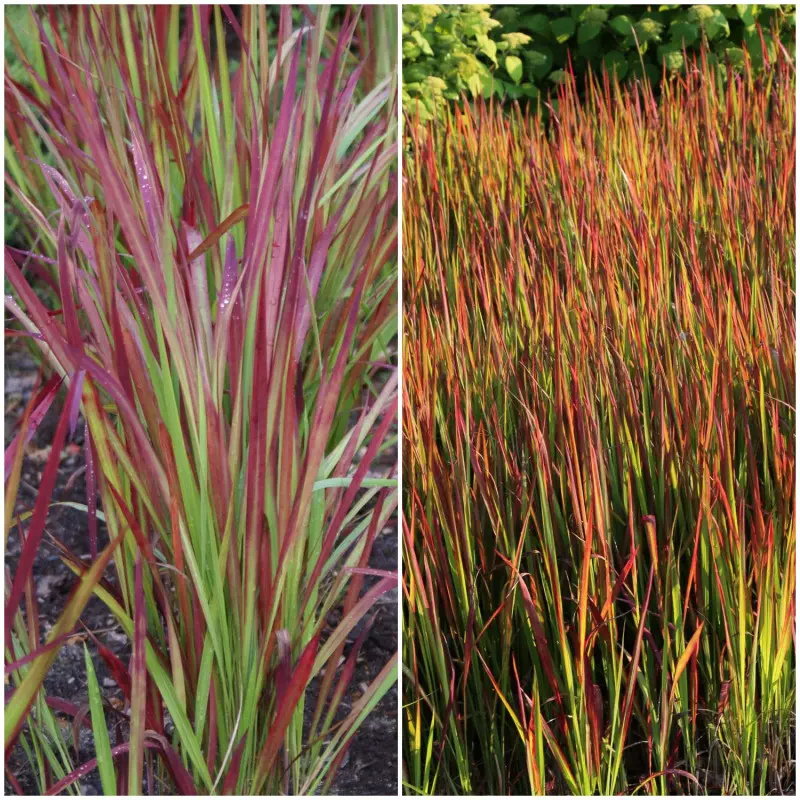 imperata cylindryczna 'Red Baron'