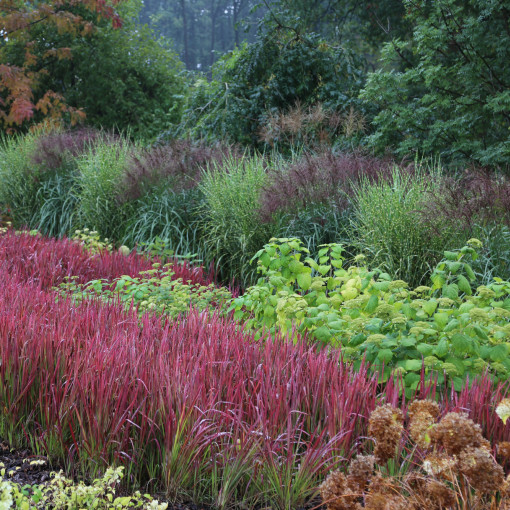 Imperata cylindryczna 'Red Baron'