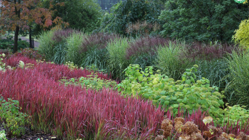 Imperata cylindryczna 'Red Baron'