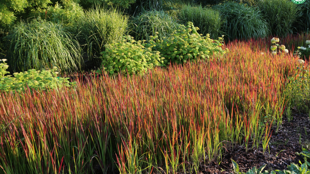 Imperata cylindryczna Red Baron Fot. G. Falkowski-ZSzP