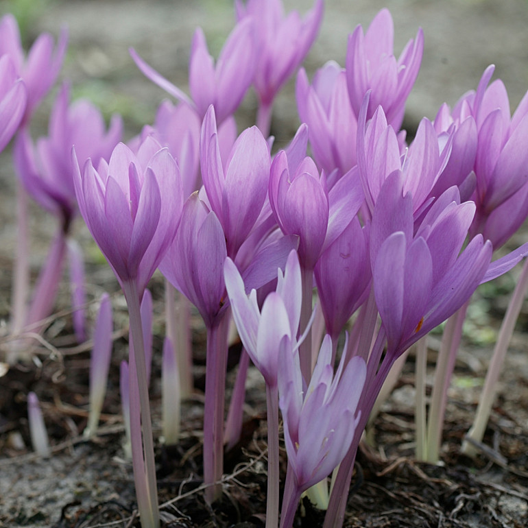 Zimowit Jesienny Colchicum Autumnale Wygl d Wymagania Warunki zimowit-jesienny-colchicum-autumnale-wygl-d-wymagania-warunki