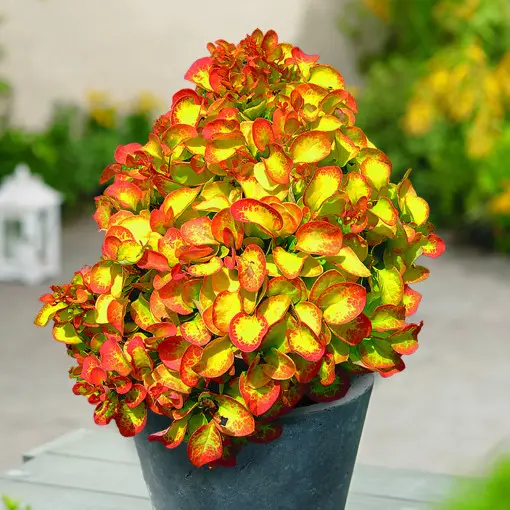 Berberys Thunberga 'Anna'
