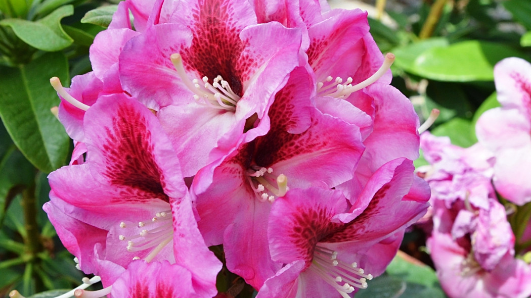 Rhododendron 'Devin', fot. Konkurs Roślin Nowości 2020 - Zieleń To Życie