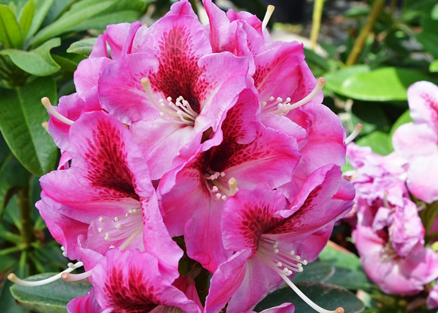 Rhododendron 'Devin', fot. Konkurs Roślin Nowości 2020 - Zieleń To Życie