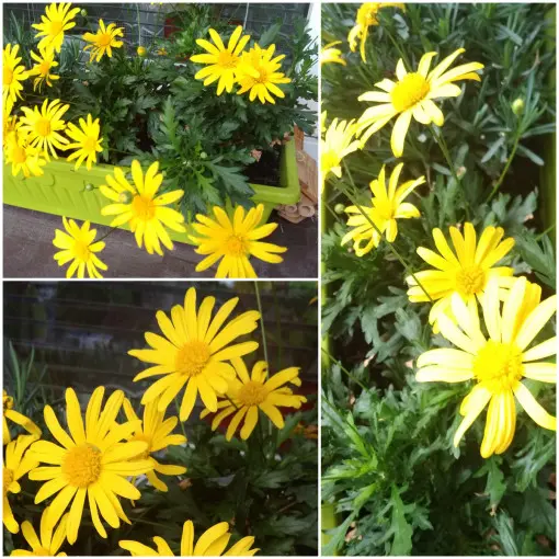 Euryops / Euryops chrysanthemoides