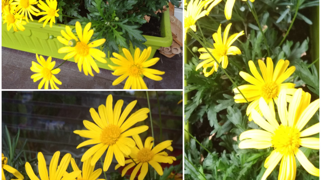 Euryops chrysanthemoides, fot. Ewa Smolarek