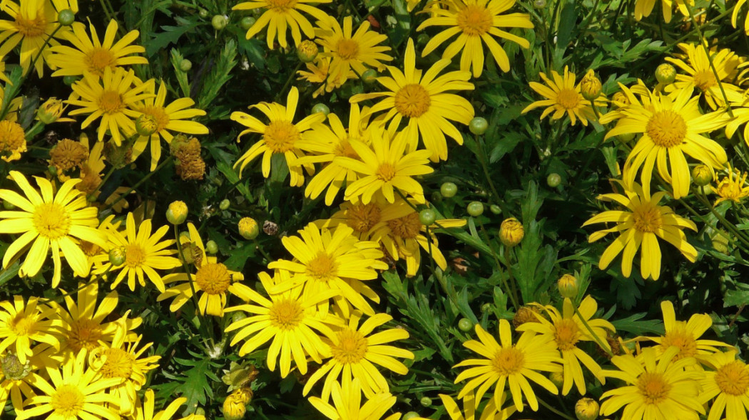 Euryops chrysanthemoides, fot. Hans Braxmeier - Pixabay