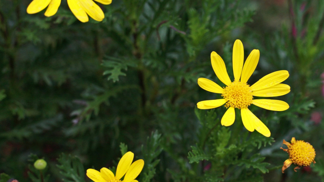 Euryops chrysanthemoides, fot. Phúc Mã - Pixabay