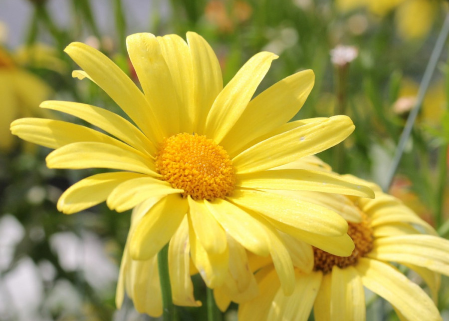 Euryops chrysanthemoides, fot. Myriam Zilles - Pixabay
