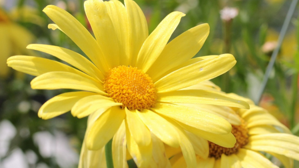 Euryops chrysanthemoides, fot. Myriam Zilles - Pixabay