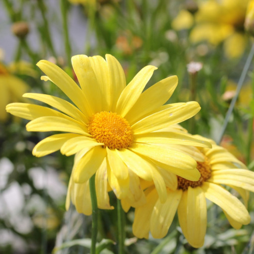 Euryops / Euryops chrysanthemoides