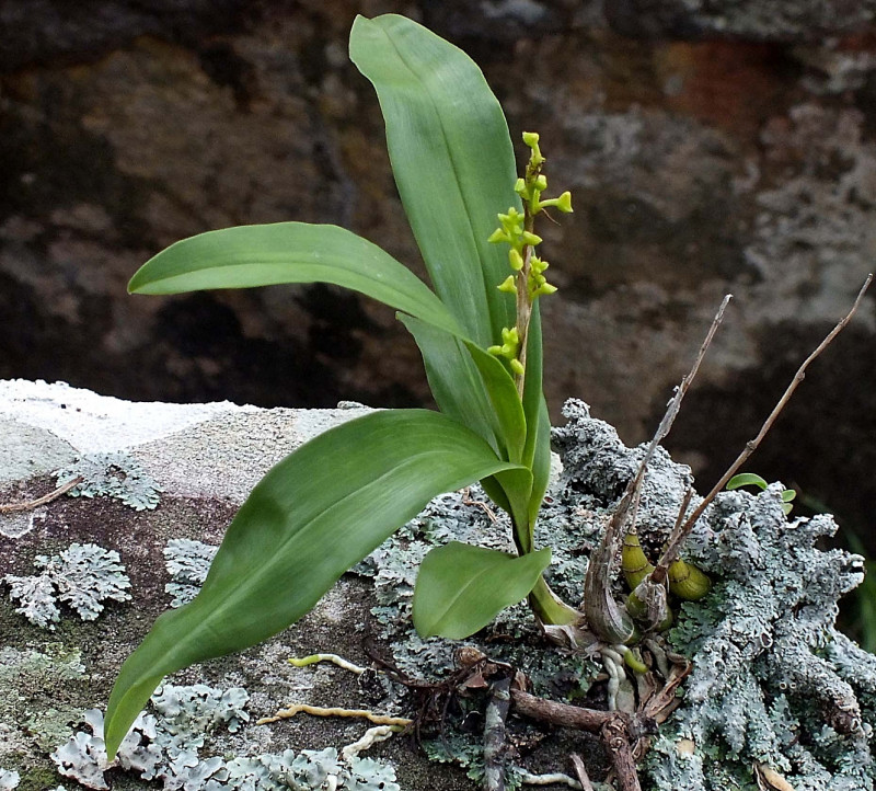 Polystachya concreta, fot. LennyWorthington (CC BY-SA 2.0) - Flickr