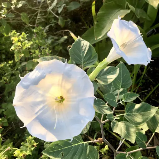 Bieluń / Datura