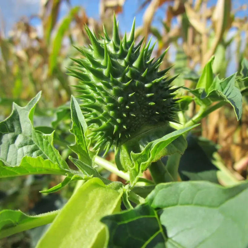 Bieluń dziędzierzawa - owoc