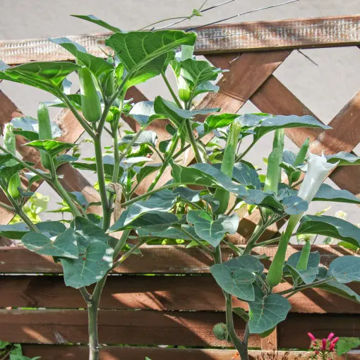 Bieluń / Datura