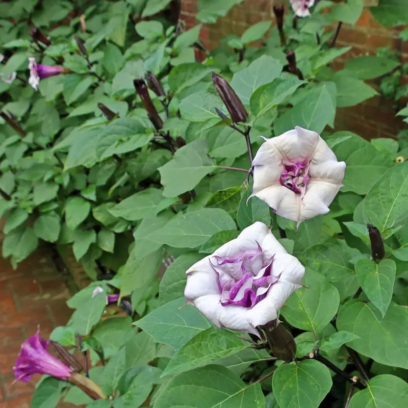Bieluń 'Metel Purple Ballerina'