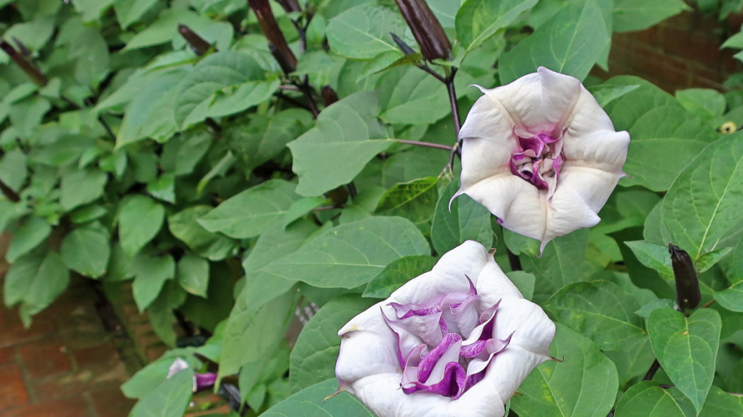 Bieluń surmikwiat 'Ballerina Purple', fot. cultivar413 (CC BY 2.0) - Flickr