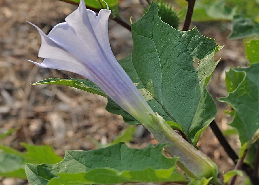 Bieluń dziędzierzawa - kwiat, fot. The NYSIPM Image Gallery (CC BY 2.0) - Flickr