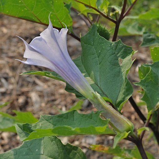 Bieluń / Datura