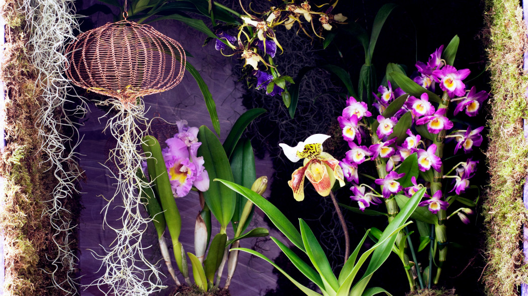 najpiękniejsze storczyki do uprawy w domu fot. Flower Council Holland Brassia Cattleya - Dendrobium - Paphiopedilum - Zygopetalum