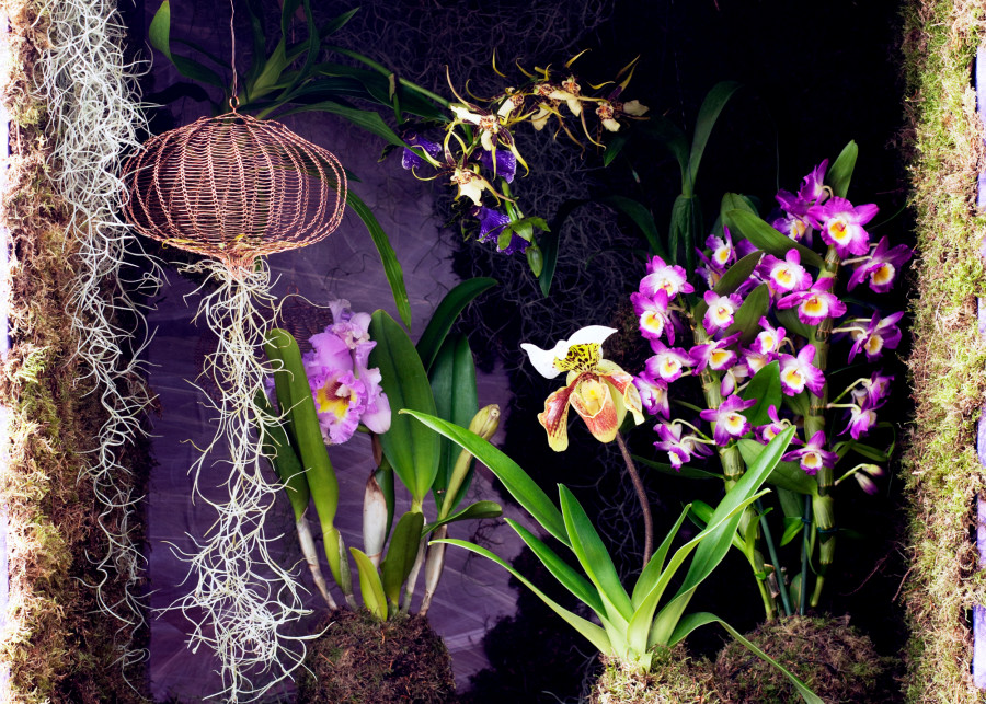 najpiękniejsze storczyki do uprawy w domu fot. Flower Council Holland Brassia Cattleya - Dendrobium - Paphiopedilum - Zygopetalum
