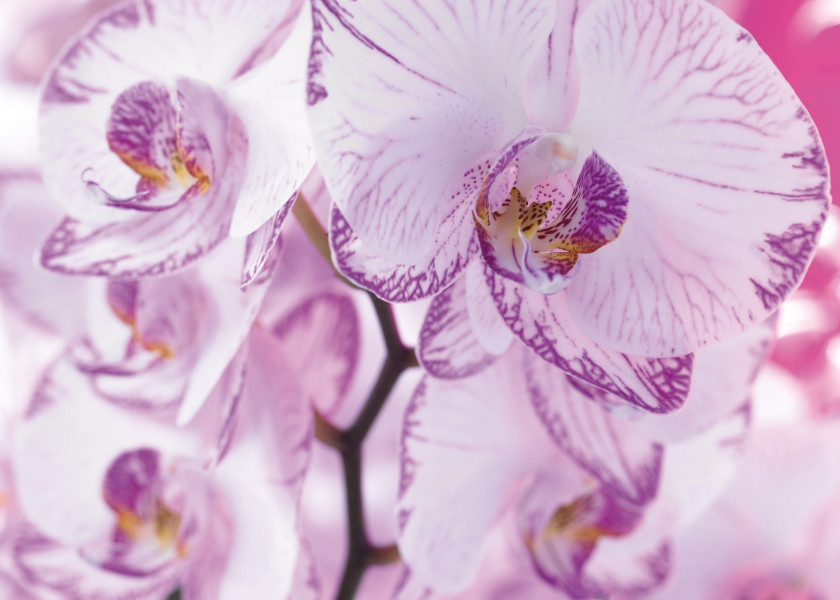 falenopsis (Phalenopsis) falenopsis (Phalenopsis)