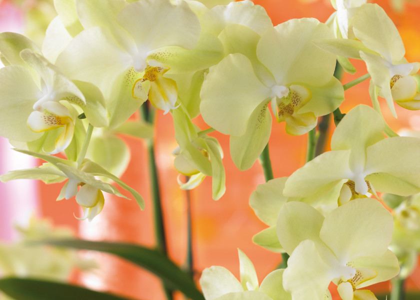 falenopsis (Phalenopsis) falenopsis (Phalenopsis)