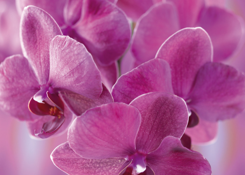 falenopsis (Phalenopsis) falenopsis (Phalenopsis)
